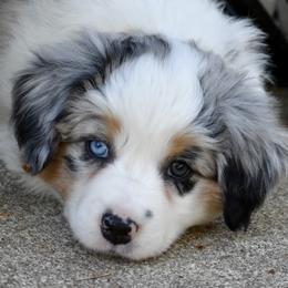 Australian Shepherd and Miniature American Shepherd Puppies from Bright Heart Aussies & Miniature American Shepherds