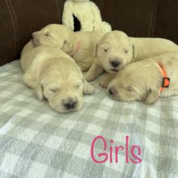 Golden Retriever Puppies from Mia Ragazza Golden Retrievers