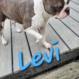 Levi - Boston Terrier