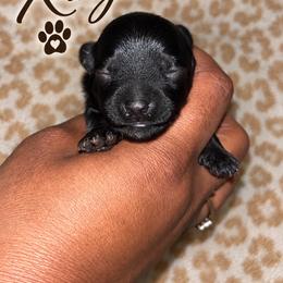 Kanga - Black female Yorkipoo puppy in Gastonia, North Carolina from Banks Dynasty Kennel