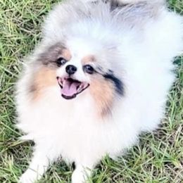 Daija - Pomeranian