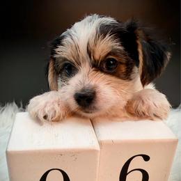 Parti' boy - Parti male Yorkshire Terrier puppy in Machesney Park, Illinois from Three Yorkie Family