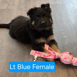 Light Blue Collar - Black and red female German Shepherd puppy in Sumner, Iowa from Vom Wilke Kennels