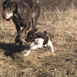 German Shorthaired Pointer Puppies from Timber Hill