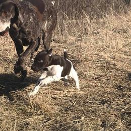 German Shorthaired Pointer Puppies from Timber Hill