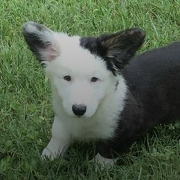 Cardigan Welsh Corgis from Ace of Hearts
