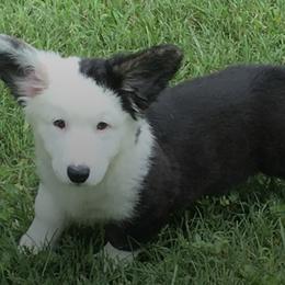 Cardigan Welsh Corgis from Ace of Hearts
