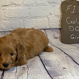 Goldendoodle and Poodle Puppies from Partridge Doodles and Poodles