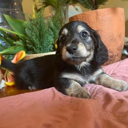 Licorice - Black and cream female Dachshund puppy in Perryville, Maryland from Heavenly Heritage Dachshunds and Doods