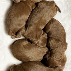 Whoodles from Perri’s Whoodles