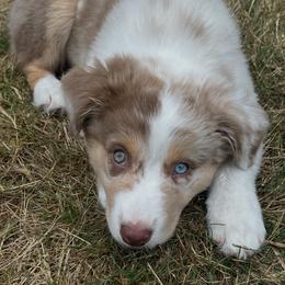 Pepper - Black tri-color female Australian Shepherd puppy in Springfield, Oregon from Shelter Cove Aussies