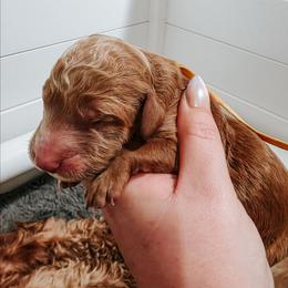 Baker - Apricot male Goldendoodle puppy in Everett, Washington from Big Top Doodles