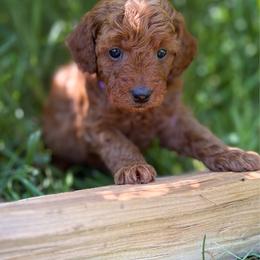 Madison - Red  female Goldendoodle puppy in Zeeland, Michigan from Dandelion Lane Doodles
