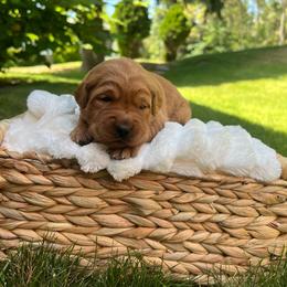 Huckleberry - Dark golden male Golden Retriever puppy in Provo, Utah from Rocky Mountain Field Goldens