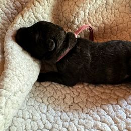 Ms Pink - Dutch Shepherd puppy from Best Friends Dutchie