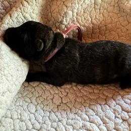 Ms Pink - Dutch Shepherd puppy from Best Friends Dutchie