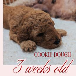 Cookie Dough - Cream female Goldendoodle puppy in Flagstaff, Arizona from Pat's Poodle Pups & Moore