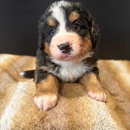 Benny - Tri-color male Bernese Mountain Dog puppy in Alabama from Dogwood Creek Bernese