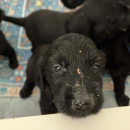 Flat-Coated Retriever Puppies from Haven Flat Coated Retrievers