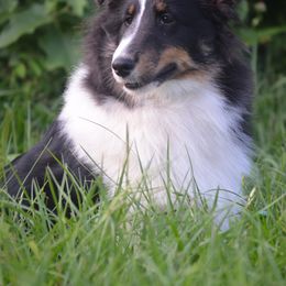 Pansy - Black white and tan female Shetland Sheepdog puppy in Portland, Oregon from Mountain Ash Farms