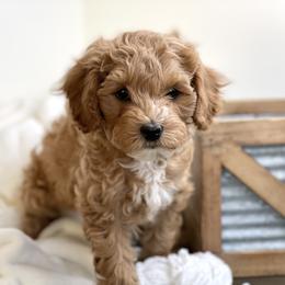 Australian Labradoodle Puppies from Grand Peaks Labradoodles