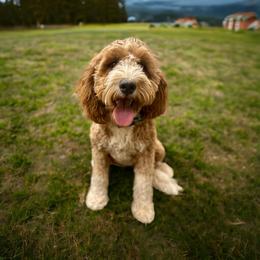 Penny - Bernedoodle