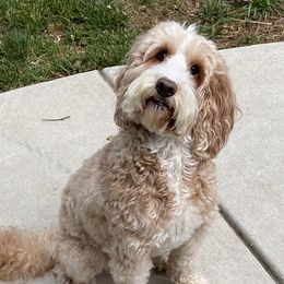 Vivian  - Australian Labradoodle