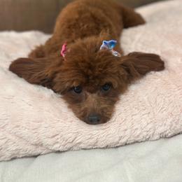 Remi - Poodle