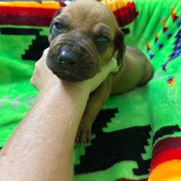 Boy 4 - Wheaten blk nose male Rhodesian Ridgeback puppy in Ocala, Florida from DogWood Kennels