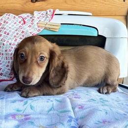 Darla - Cream female Dachshund puppy in Cherry Tree, Oklahoma from Peavine Creek Dachshunds