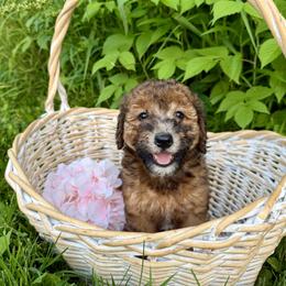 Bernedoodle and Whoodle Puppies from Genesis Family Farm