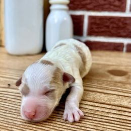 Goldendoodle and Poodle Puppies from SnickerDoodlePups