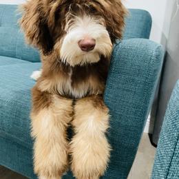 Bernedoodle Puppies from Cam’s Doodlez