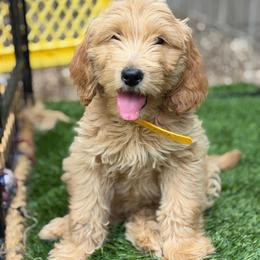 Hermés - Cream female Goldendoodle puppy in Las Vegas, Nevada from Puppies of the West