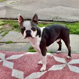 Tater Tot Blue - Boston Terrier