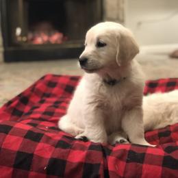 Golden Retriever Puppies from Brightside Goldens