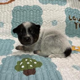 Boy 3 - Blue speckled male Australian Cattle Dog puppy in Concrete, Washington from Back Country Australian Cattle dogs
