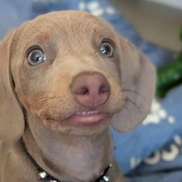 Dachshunds from Divine Doxies