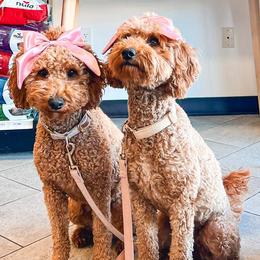 Goldendoodles from Beanie Bear Doodles