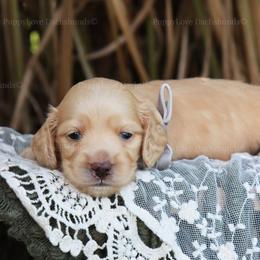 Charlie - Cream male Dachshund puppy in Wakarusa, Indiana from PuppyLove Dachshunds