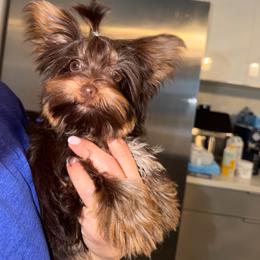 Lula  2.5 pound - Chocolate, tan and white female Yorkshire Terrier puppy in Fort Myers, Florida from Katherine’s Yorkies and Poodles