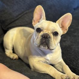 Latty - French Bulldog