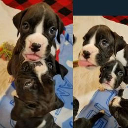 Boxer Puppies from Winchester Boxers