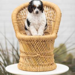 Poodle Puppies from Cityscape Moyen Poodles