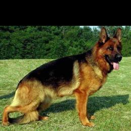 Kenija - German Shepherd
