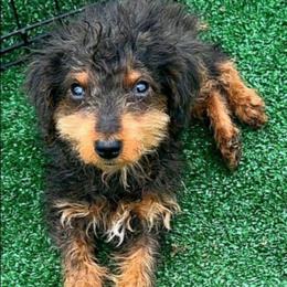 Boy 5 - Phantom male Goldendoodle puppy in Holly, Colorado from Vida’s Loving Doodles