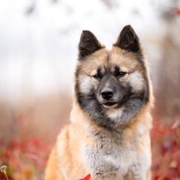 Yasmin - Nenets Herding Laika