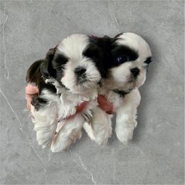 Shih Tzu Puppies from Delight Shihtzu