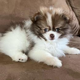 Pierce - Tri-colored male Pomeranian puppy in Jefferson City, Missouri from MJ’s Pomeranians
