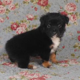 Walnut - Black tri male Toy Australian Shepherd puppy in Okeana, Ohio from Fetching Toy Aussies